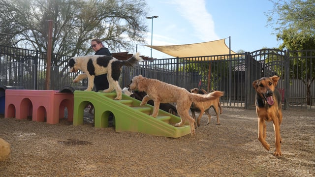 Several dogs of different breeds playing together on ramps and play structures in the outdoor daycare yard at Partners Dogs Cave Creek during a weekday play session.