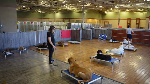 A Partners Dogs staff member working a dog on a place cot inside the indoor daycare and training hall, with several other dogs resting on their own cots nearby.