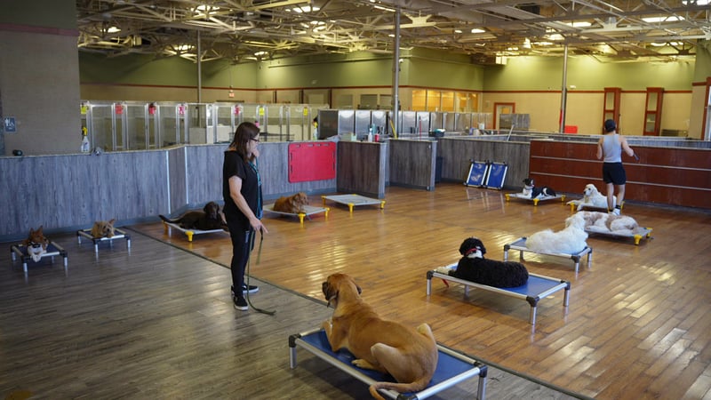 A Partners Dogs staff member working a dog on a place cot inside the indoor daycare and training hall, with several other dogs resting on their own cots nearby.