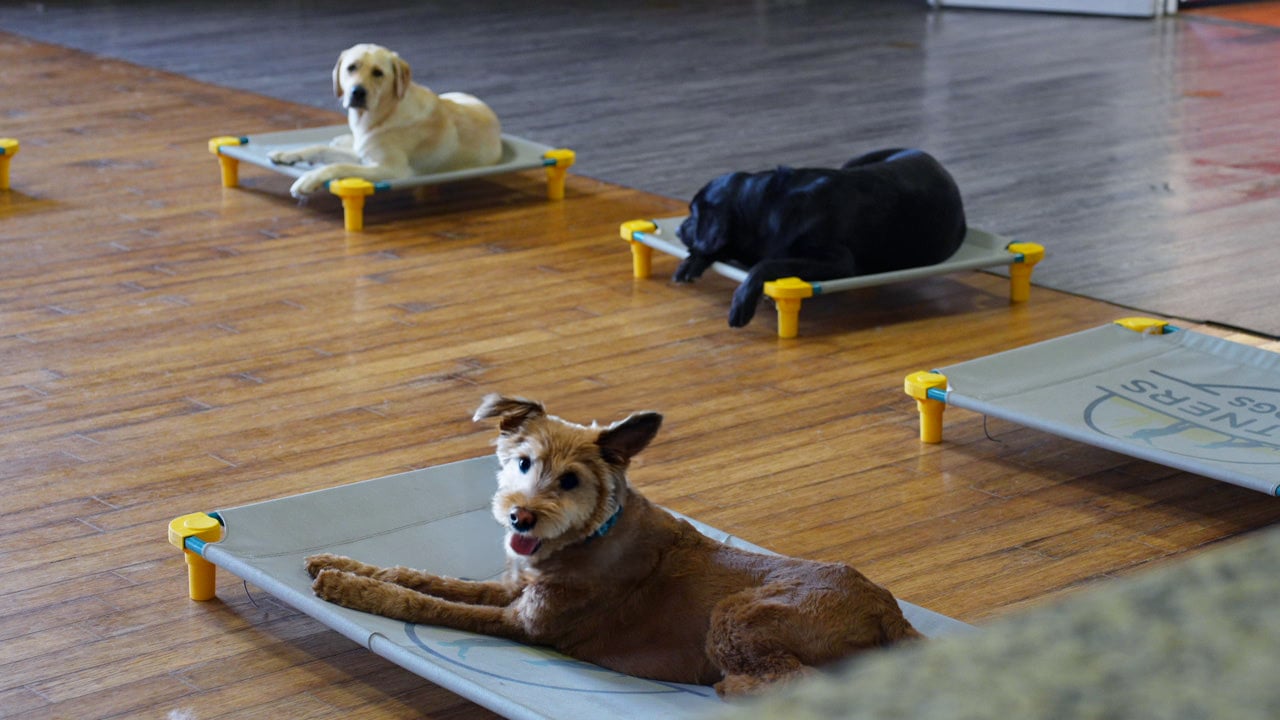 Several dogs resting quietly on individual elevated place cots during a scheduled rest cycle at Partners Dogs daycare.