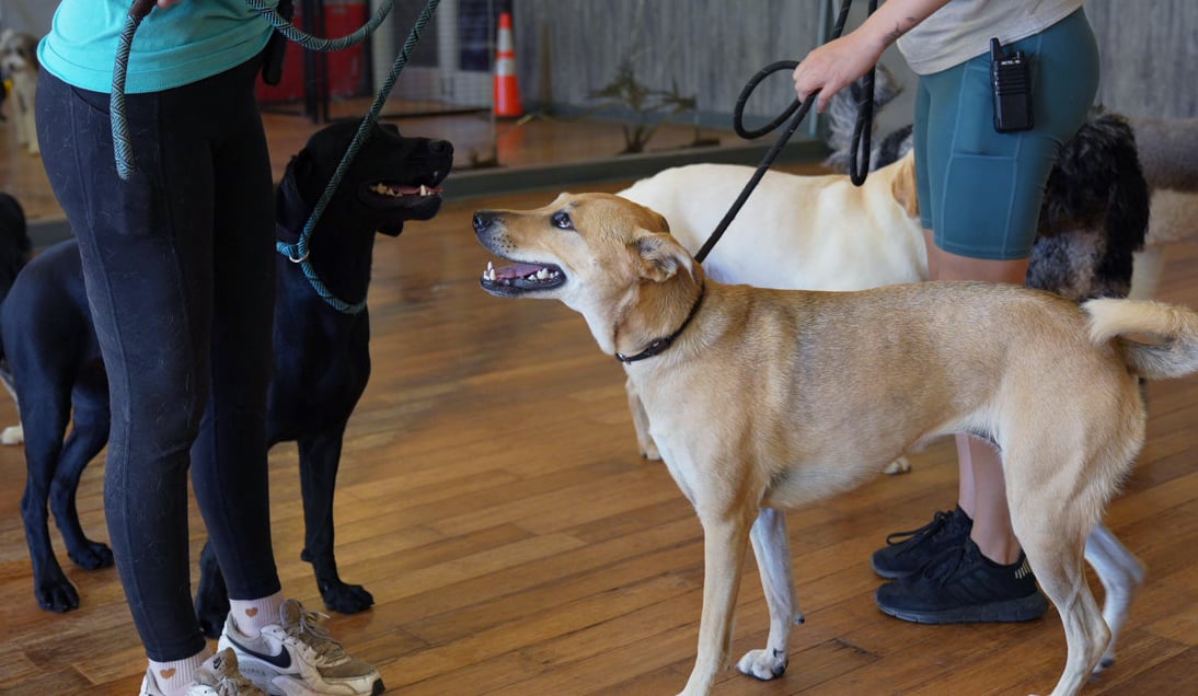 A tan dog and a black dog meet nose to nose with mouths open on a training room floor, each held on leash by a Partners Dogs trainer, with two more leashed dogs waiting nearby.