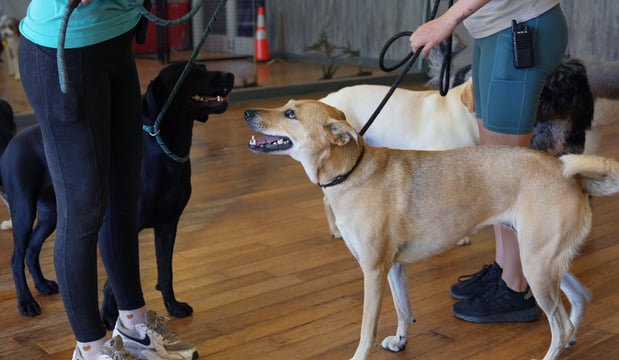 A tan dog and a black dog meet nose to nose with mouths open on a training room floor, each held on leash by a Partners Dogs trainer, with two more leashed dogs waiting nearby.