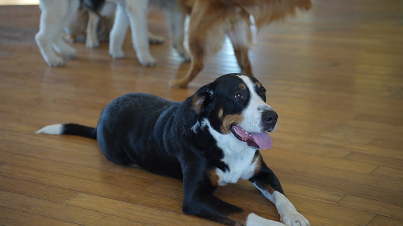 Adult dog relaxed on a cool indoor floor at a climate-controlled Phoenix boarding facility