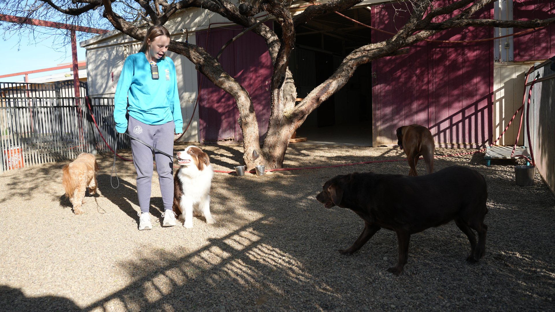 Partners Dogs staff member supervising several dogs in an outdoor daycare play yard, watching for signs of rising arousal during group play