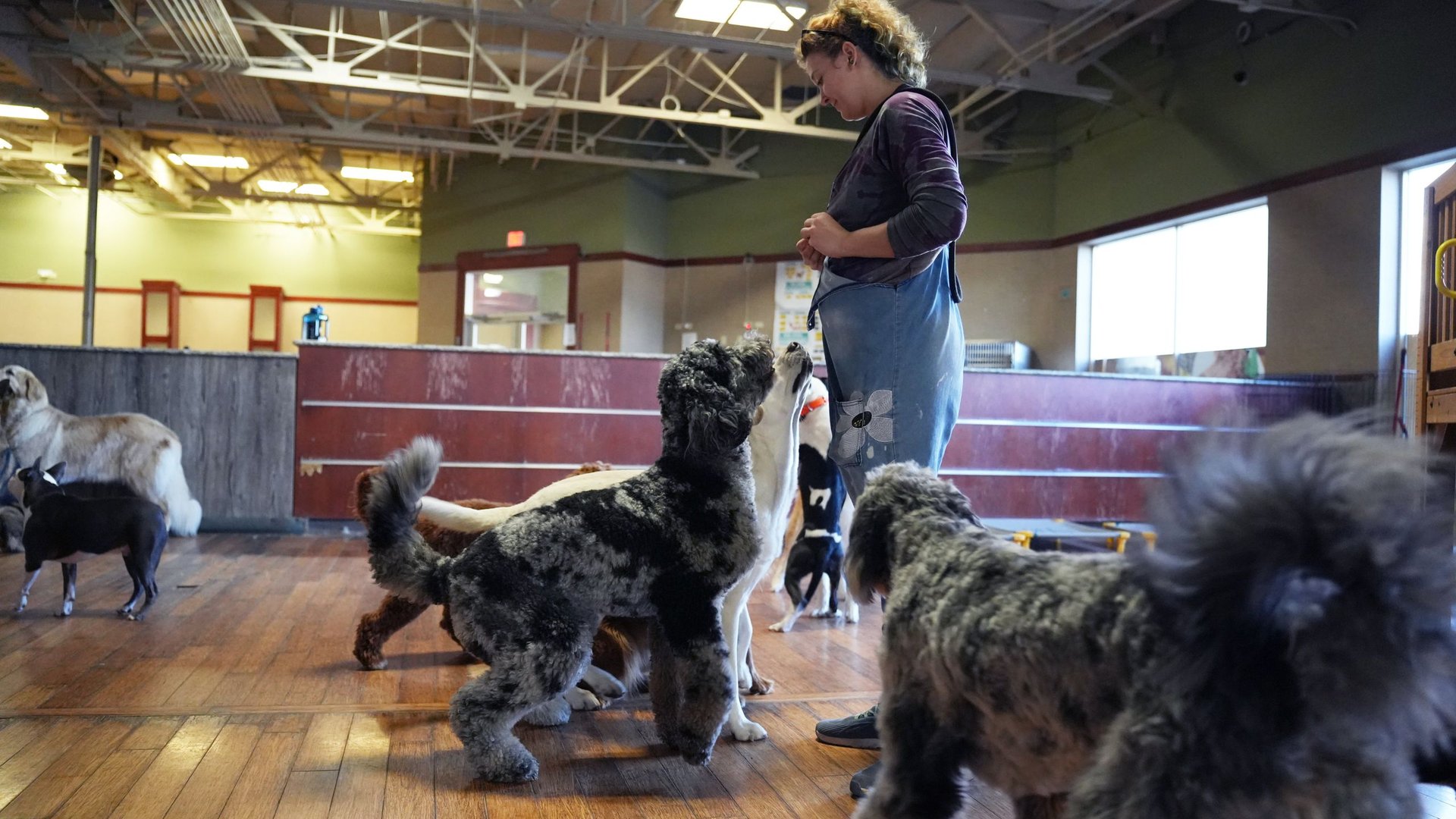 A Partners Dogs staff member stands supervising a small group of dogs, including two curly-coated poodle mixes and a terrier, on the wood floor of an indoor daycare room.