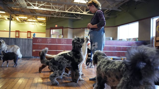 A Partners Dogs staff member stands supervising a small group of dogs, including two curly-coated poodle mixes and a terrier, on the wood floor of an indoor daycare room.