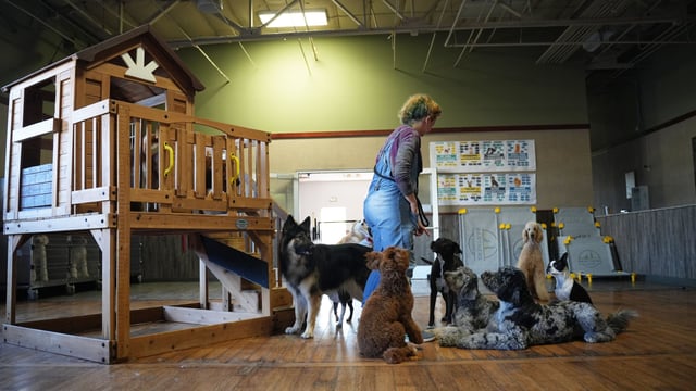 A Partners Dogs staff member stands with a calm group of dogs, including a German Shepherd, poodles, and a Boston Terrier, gathered around her on the wood floor of an indoor daycare playroom near a wooden play structure.