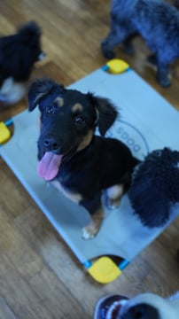 Group of adult dogs playing safely together in a supervised outdoor daycare play yard at Partners Dogs.