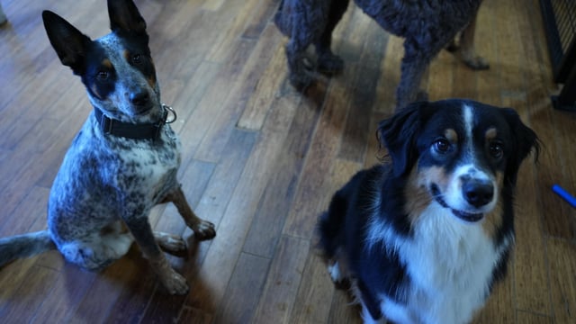 Dog Daycare for Undersocialized Dogs in 2026