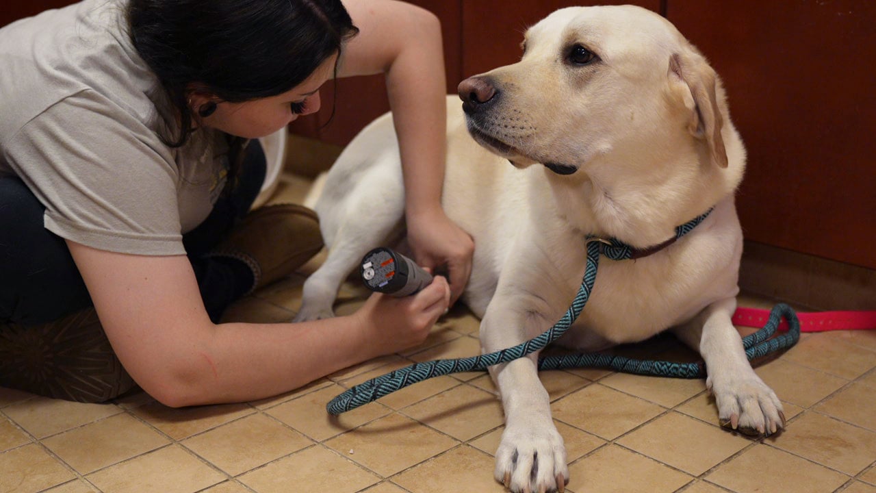 A calm yellow Labrador lying on the floor while a Partners Dogs handler trims her nails by hand, leash resting nearby.
