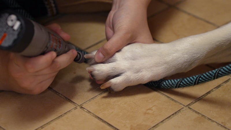Close-up of a dog's paw being held steady for a nail trim with a rotary grinder, part of the routine paw, coat, ear, and skin care Arizona's dry desert climate makes non-negotiable.