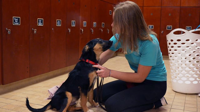 A Partners Dogs team member kneels on the floor and gently holds a dog's collar and leash while making close, face-to-face eye contact in a calm handling moment.