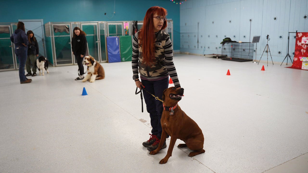 A handler walks an adult dog on a leash outdoors, practicing listening outside the house.