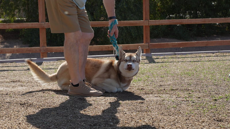 Adult red and white Husky with a thick double coat lying calmly on a leash in an outdoor play yard at Partners Dogs, handler's legs visible beside it.