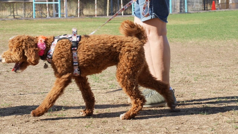 An adult poodle heeling on a loose leash beside its handler during an outdoor group obedience class.