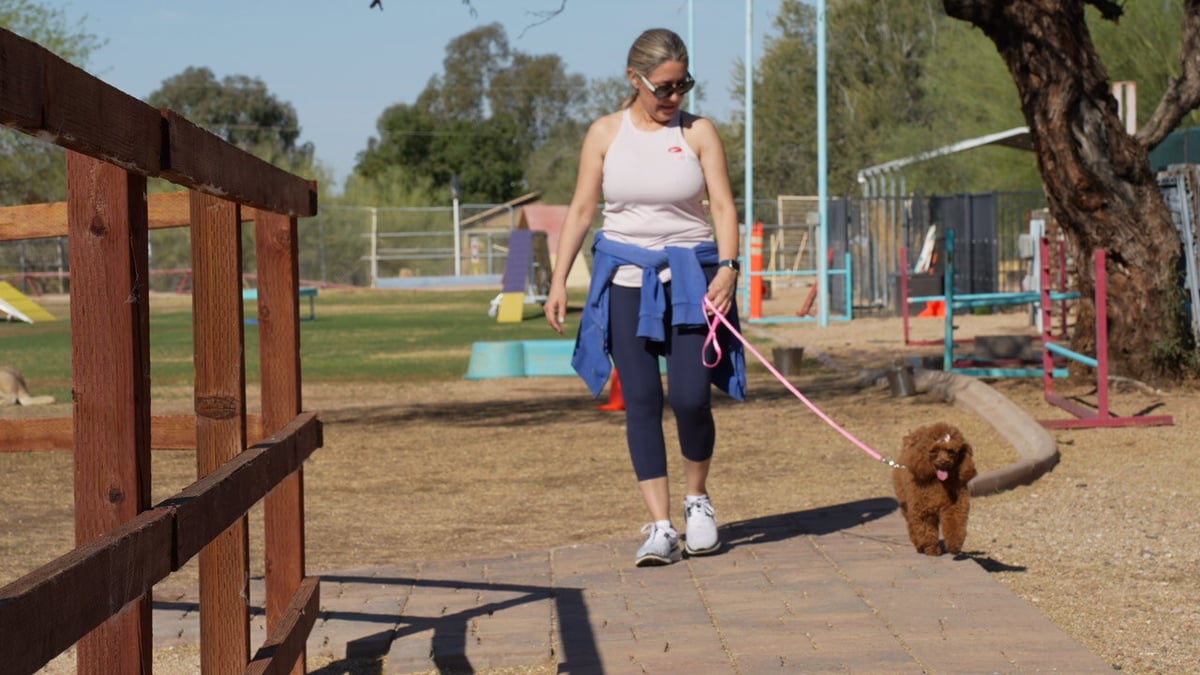 A handler walks a small dog on leash past agility equipment and distractions during outdoor training