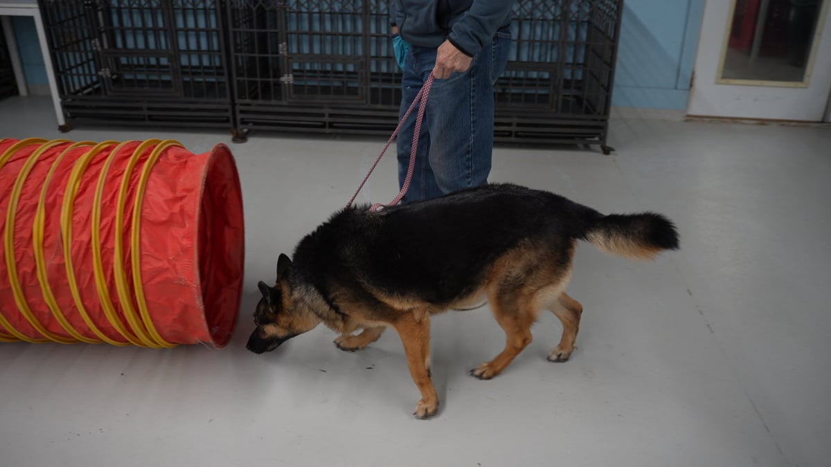 German Shepherd nose-down sniffing the floor during a scent search, the self-directed focus that calms an anxious dog