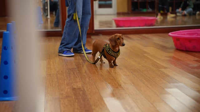 Small tan dachshund wearing a harness and leash standing on a wood floor in an indoor training room, with blue cones in the foreground and a handler's legs behind it.
