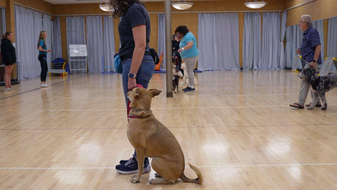 A tan mixed-breed dog holds a calm sit beside its handler in the foreground while several other handler-and-dog pairs practice their own spaced-out sits across the wood floor of an indoor Partners Dogs group training room.
