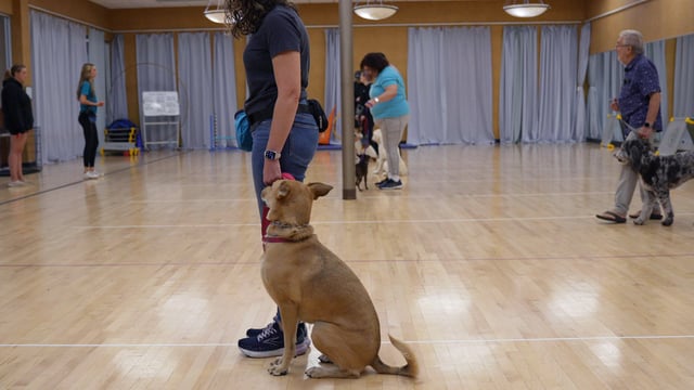 A tan mixed-breed dog holds a calm sit beside its handler in the foreground while several other handler-and-dog pairs practice their own spaced-out sits across the wood floor of an indoor Partners Dogs group training room.