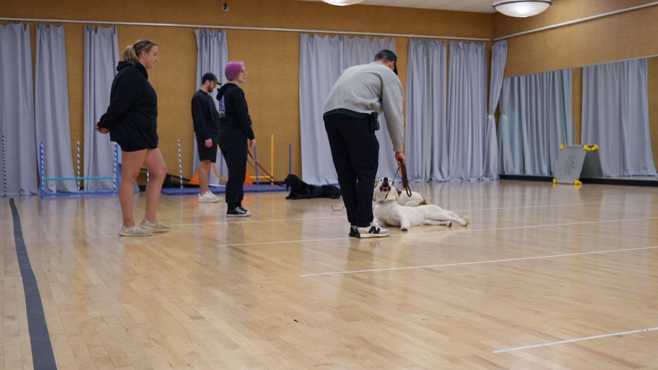 Trainer working a dog through a down-stay while other handlers and dogs wait their turn during an indoor group training class.