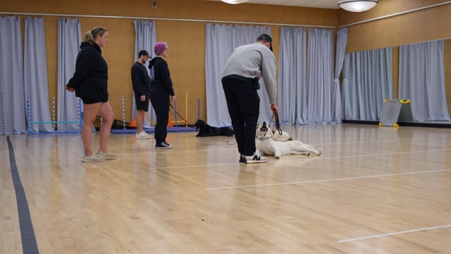 Trainer working a dog through a down-stay while other handlers and dogs wait their turn during an indoor group training class.