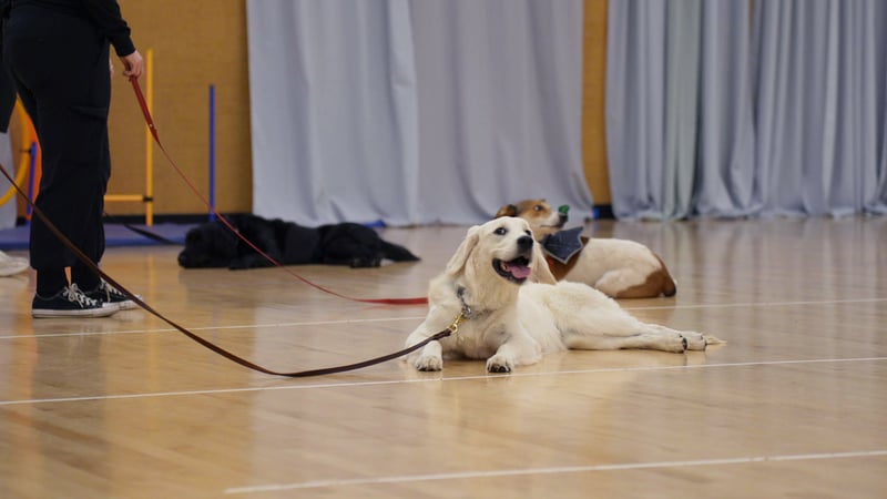 Handlers and their dogs holding a down-stay along the gym floor during an indoor Group Classes session at Partners Dogs Scottsdale.