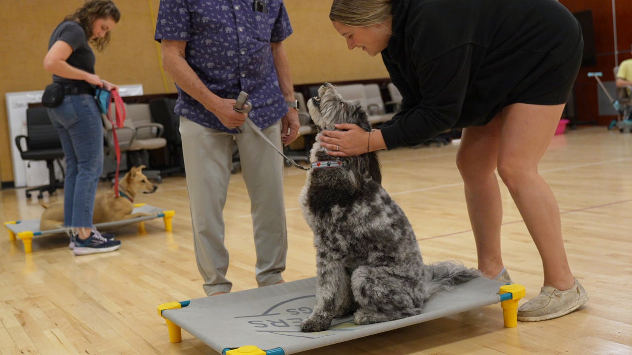 A Partners Dogs trainer in Scottsdale bends down to reward a young gray-and-white shaggy-coated dog sitting up on a raised place cot during an indoor group class, while a man beside her holds that same dog's leash and a woman holds a second dog's leash on a place cot in the background.