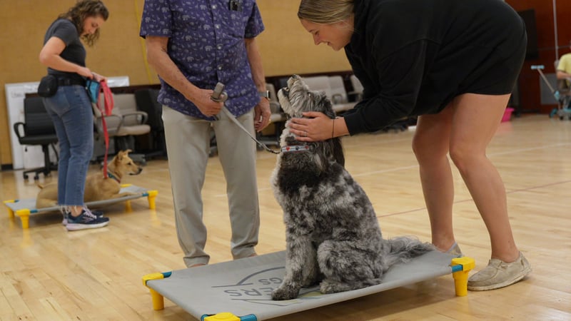 A Partners Dogs trainer in Scottsdale bends down to reward a young gray-and-white shaggy-coated dog sitting up on a raised place cot during an indoor group class, while a man beside her holds that same dog's leash and a woman holds a second dog's leash on a place cot in the background.