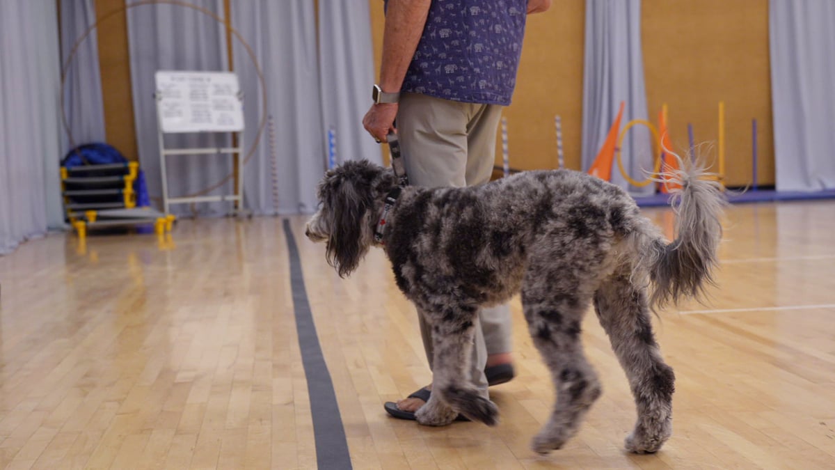 Owner heeling their dog on leash during a follow-up group class, practicing skills learned in board and train