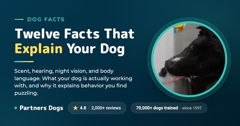 12 Awesome Facts About Dogs