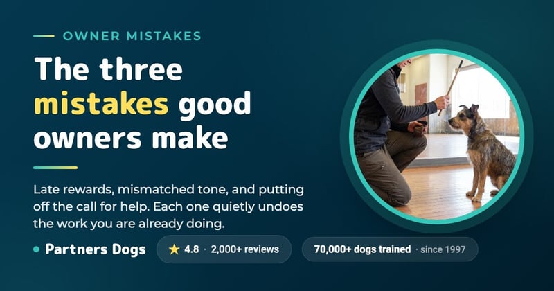 3 Mistakes Every Dog Owner Makes