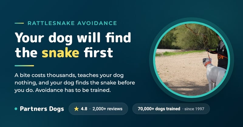 3 Reasons Why Rattlesnake Avoidance Training is Important for Your Dog [Graphic Images]