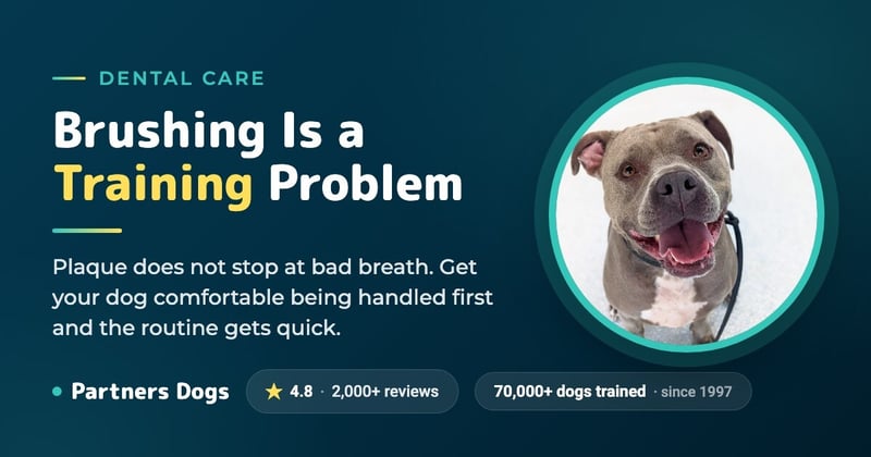 3 Tips to Successfully Brush Your Dog’s Teeth