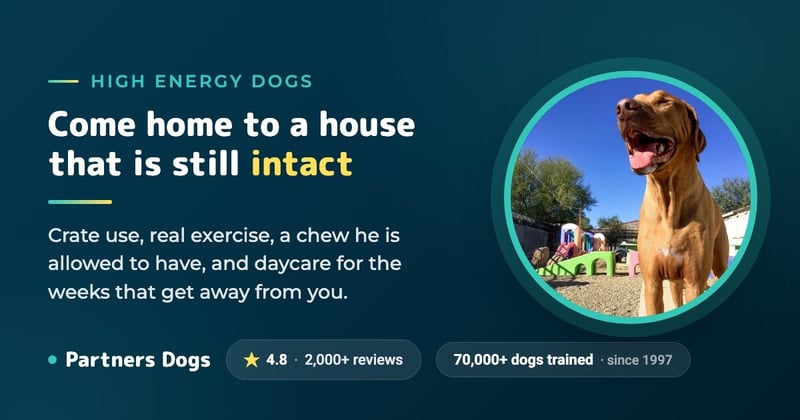 4 Things to Keep High Energy Dogs From Being Naughty