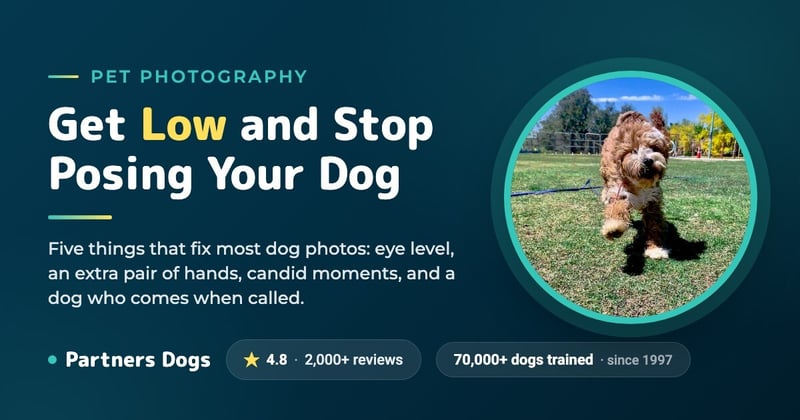 5 Tips To Take Better Photos of Your Pet