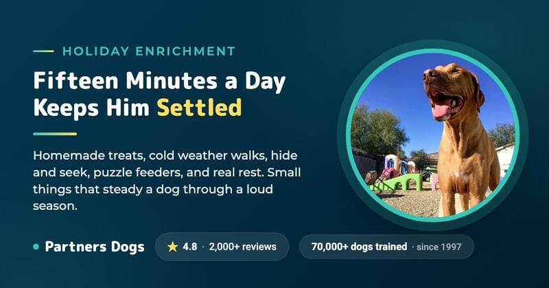 5 Ways to Spend the Holidays With Your Pup