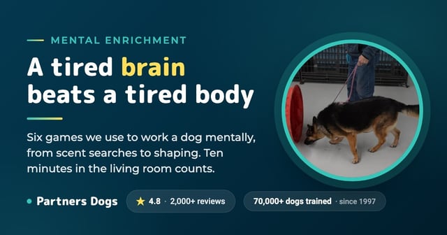 6 Brain Games to Play With Your Dog