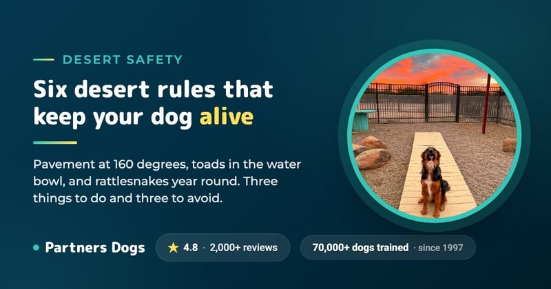 6 Dos and Don’ts To Keep Your Dog Safe In The Desert