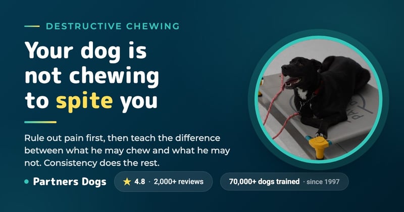 Does your dog CHEW your life up?