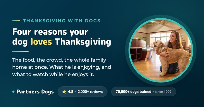 Four Reasons Why Dogs LOVE Thanksgiving