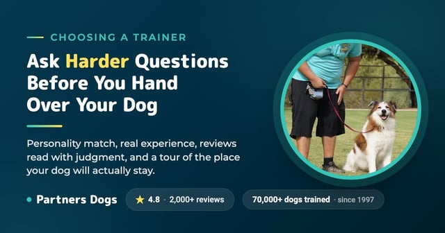 How to Choose a Dog Trainer