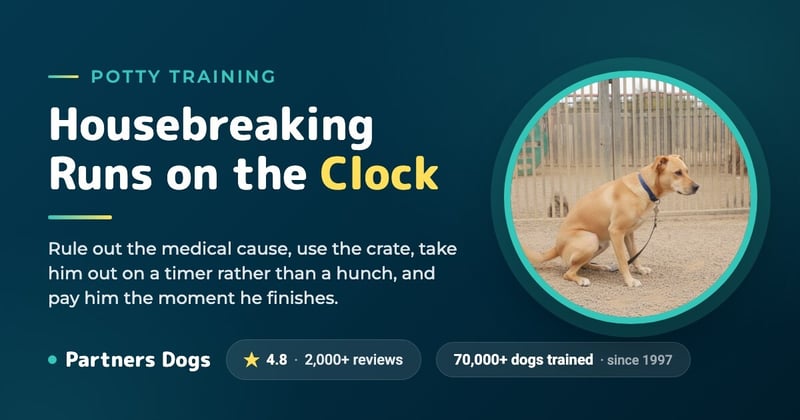How to Potty Train Your Dog