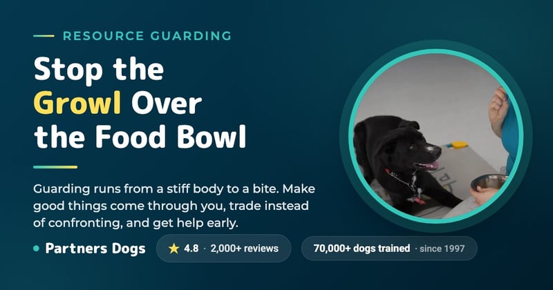 How to stop your dog from Resource Guarding