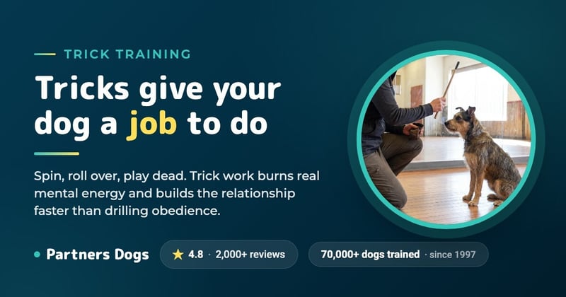 How To Teach Your Dog Tricks
