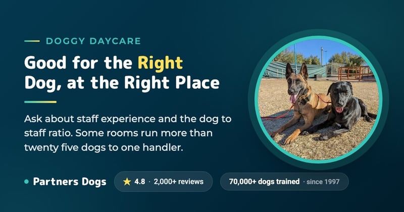 Is Doggy Daycare good for my dog?