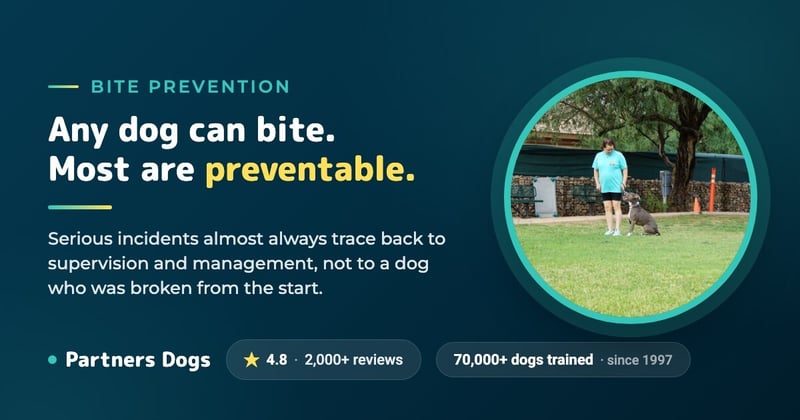 Recent dog attacks and how to prevent them