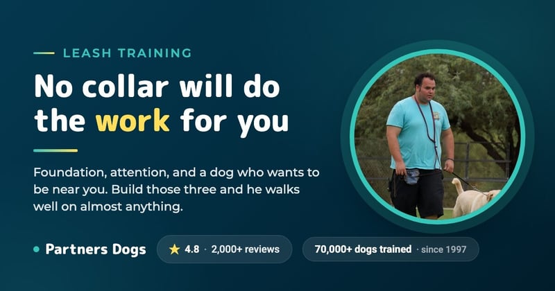 Tips and Tricks for Leash Training