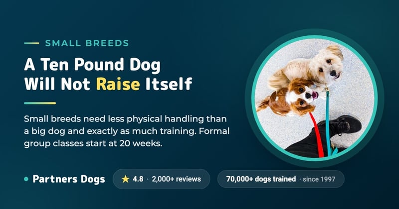 Tips & Tricks to Training Little Dogs