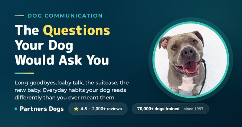 What questions your dog WANTS to ask you